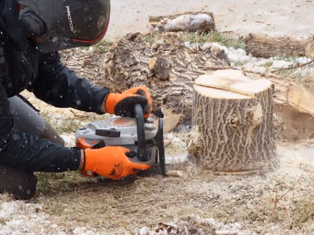 Person wearing orange gloves and a black helmet using a chainsaw to cut a tree stump outdoors in snowy conditions.